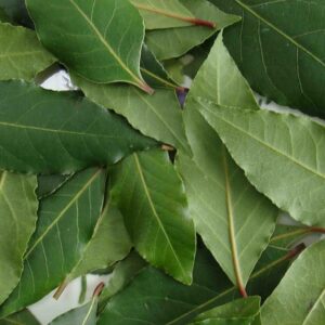 Laurus Nobilis kv2