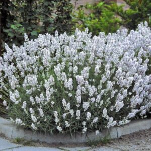 Levanduľa úzkolistá EDELWEISS kv3