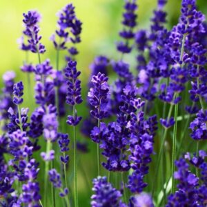 Levanduľa úzkolistá ELLAGANCE PURPLE® kv2