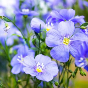 Linum Perenne kv
