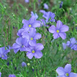 Linum Perenne kv2