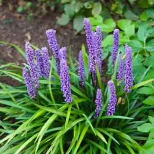 Liriope muscari BIG BLUE kv2