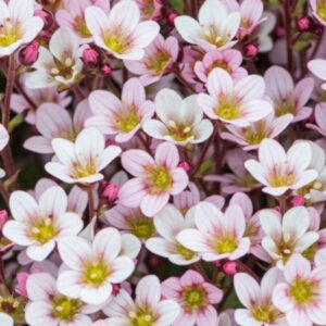 Lomikameň ICE COLOURS APPLEBLOSSOM kv