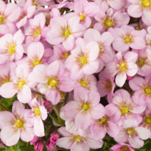 Lomikameň ICE COLOURS APPLEBLOSSOM kv3