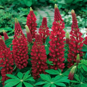 Lupína Polyphyllus Legendary RED SHADES kv