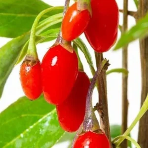 Lycium Barbarum Sweet Goji kv