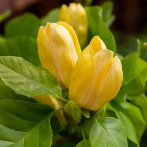 Magnolia Daphne Yellow kv