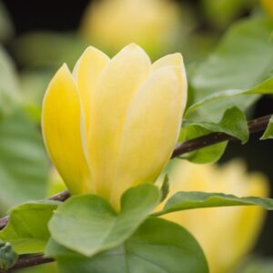 Magnolia Daphne Yellow kv2