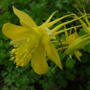 Orlíček CHRYSANTHA kv