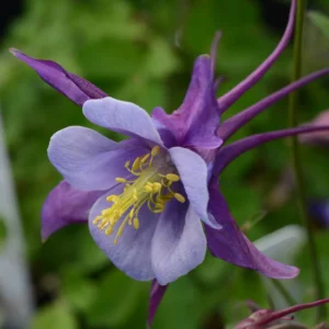Orlíček Veľkokvetý EARLYBIRD™ PURPUROVO-MODRÝ kv3