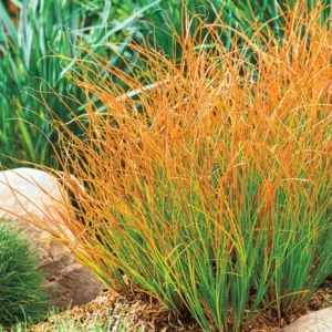 Ostrica PRAIRIE FIRE kv2
