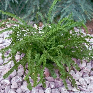 Papraďka samičia FRIZELLIAE kv3