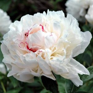 Pivonka EDITH CAVELL kv2