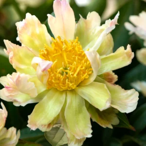 Pivonka GREEN LOTUS kv