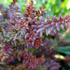 Podocarpus CHOCOLATE Box kv