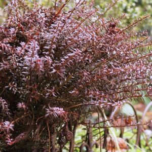 Podocarpus-CHOCOLATE-Box-kv3
