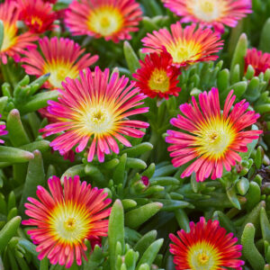 Poludnovka-COOPERI-DELMARA™-RED