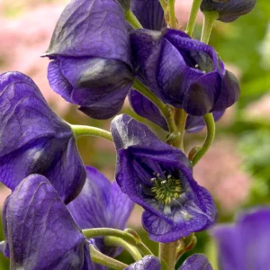 Prilbica CARMICHAELII ROYAL FLUSH kv2