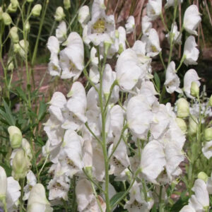 Prilbica NAPELLUS SCHNEEWITTCHEN kv2
