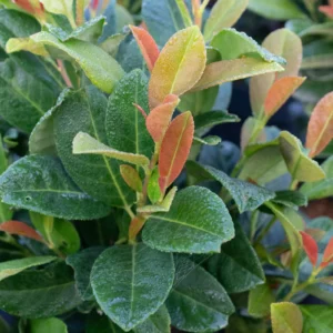 Prunus Laurocerasus Bonaparte kv3