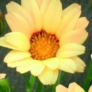 Rhodanthemum ZAGORA YELLOW kv2
