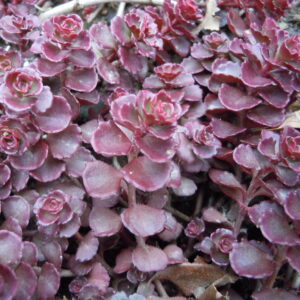 Rozchodnik Coccineum kv2