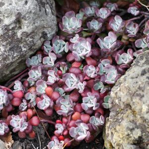 Rozchodník SPATHULIFOLIUM PURPUREUM kv2