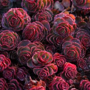 Rozchodnik Spurium Coccineum kv