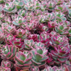 Rozchodník spurium TRICOLOR STONECROP kv2