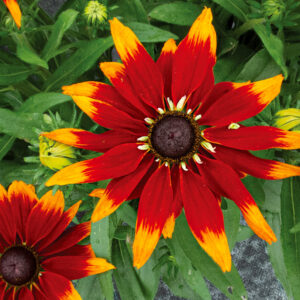 Rudbeckia RUDY FIRE kv2