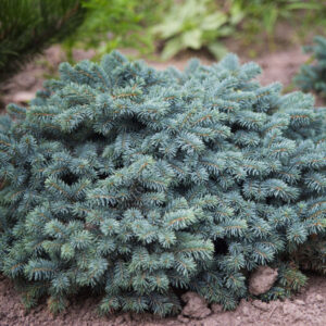 Smrek pichľavý WALDBRUNN kv2