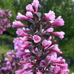 Vajgela kvetnatá NANA PURPUREA kv