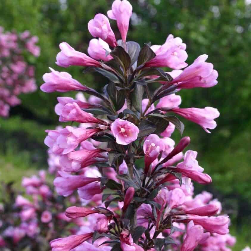 Vajgela kvetnatá NANA PURPUREA kv