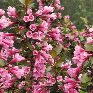 Vajgela kvetnatá NANA PURPUREA kv3