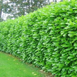 Vavrínovec lekársky ROTUNDIFOLIA kv5