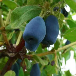 Zemolez Kamčatský INDIGO GEM kv