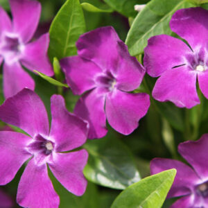 Zimozeleň menšia ATROPURPUREA kv2