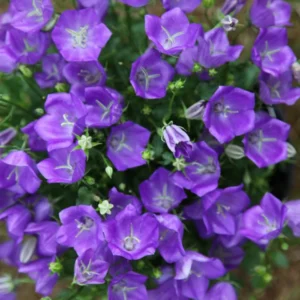 Zvonček Karpatský BLUE CLIPSkv