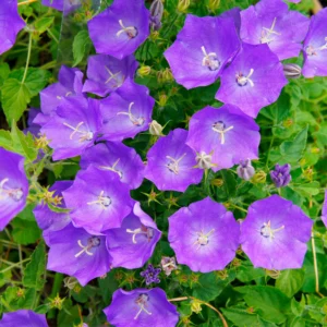 Zvonček Karpatský BLUE CLIPSkv2