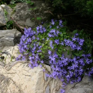 Zvonček poscharskyana BLUE kv3