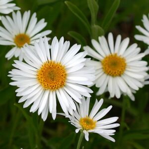 Astra alpínska BIELA