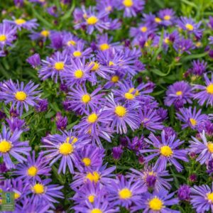Astra krovitá BLAUE LAGUNE