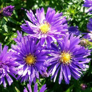Astra krovitá BLAUE LAGUNE