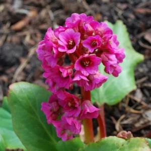 Bergenia Cordifolia Rose
