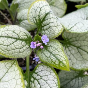 Brunnera ALEXANDRIA