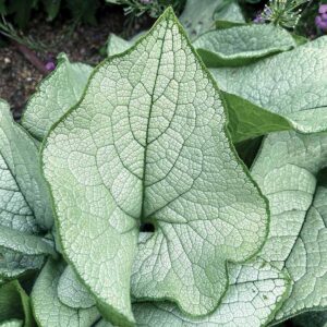 Brunnera ALEXANDRIA