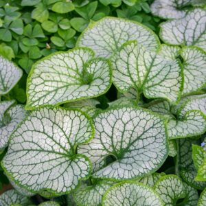 Brunera Macrophylla JACK FROST
