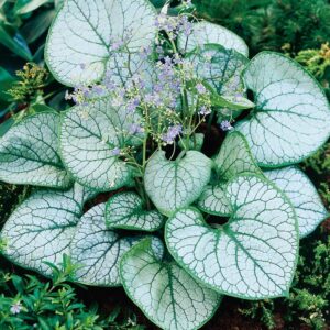 Brunera Macrophylla JACK FROST kv