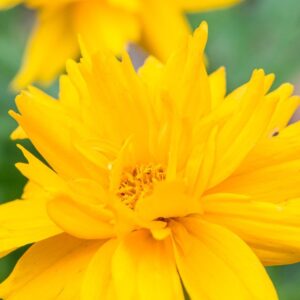 coreopsis-grandiflora-double-the-sun-large kv2