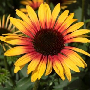 echinacea-purpurea-sombrero-special-yellow-red